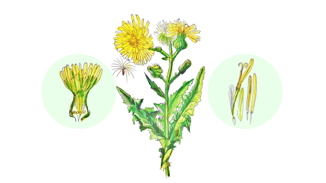 Ярутка Полевая формула цветка