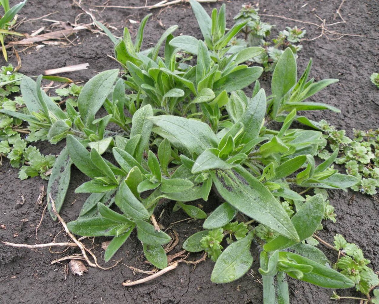 Сорные растения засорители