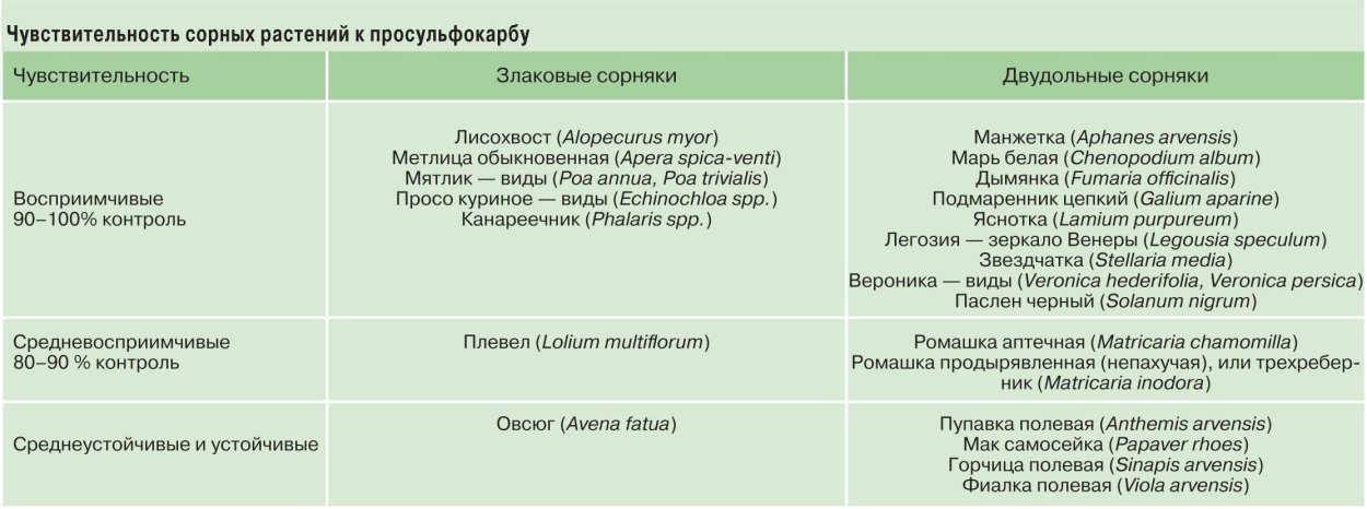 Sisymbrium altissimum