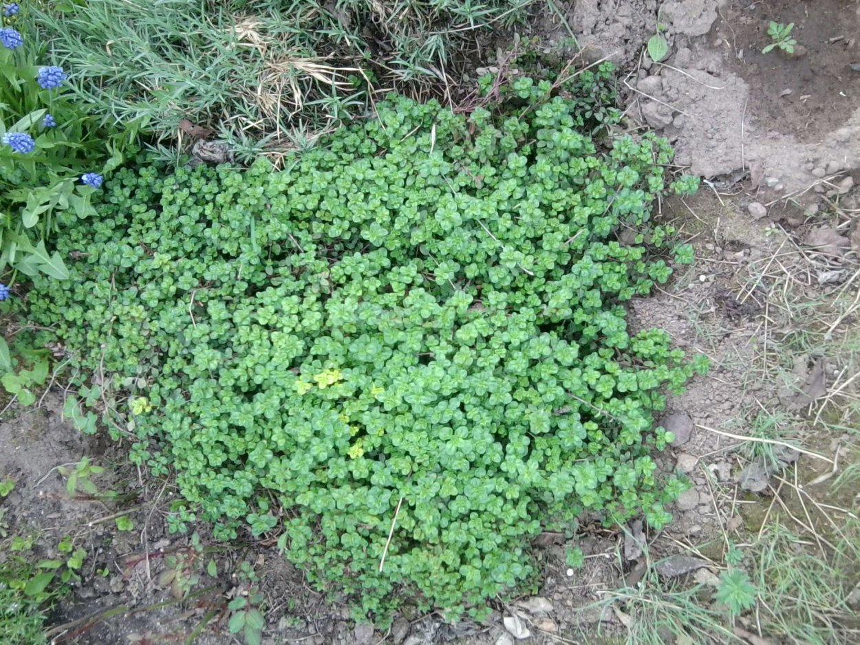 Эфемерные сорняки это