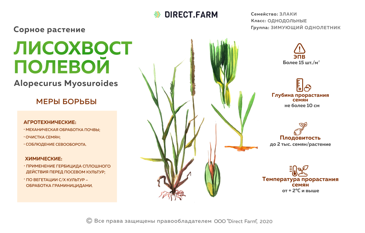 Молочай лозный формула цветка