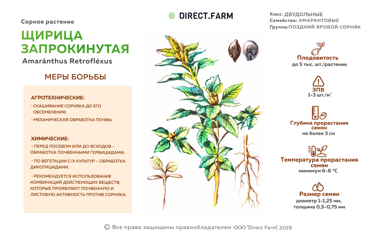Вьюнок полевой на озимой пшенице