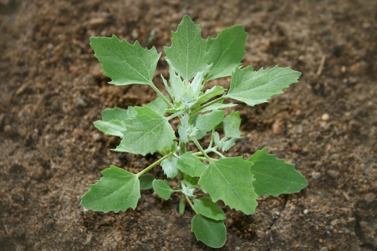 Абутилон Теофраста