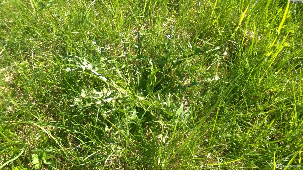 Латук Компасный (Lactuca serriola)