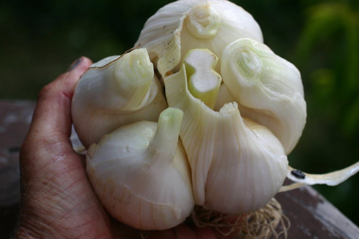 Цветущий чеснок