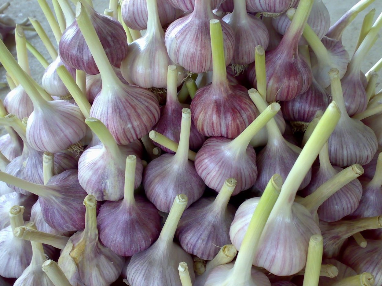 Луковичное растение Рокамболь