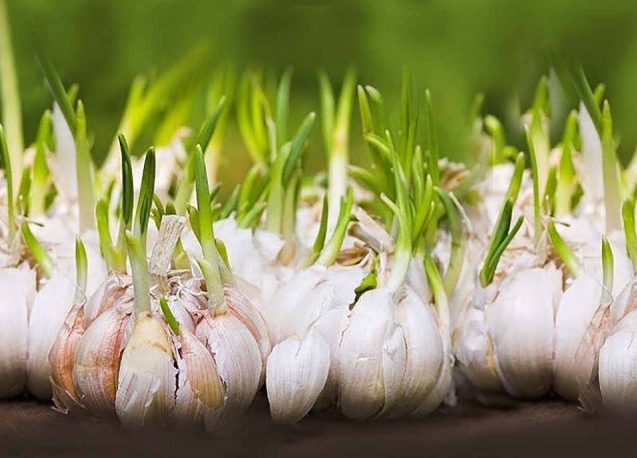 Красивый чеснок