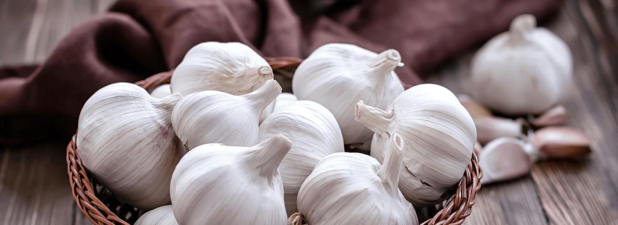 Чеснок озимый Юбилейный Грибовский