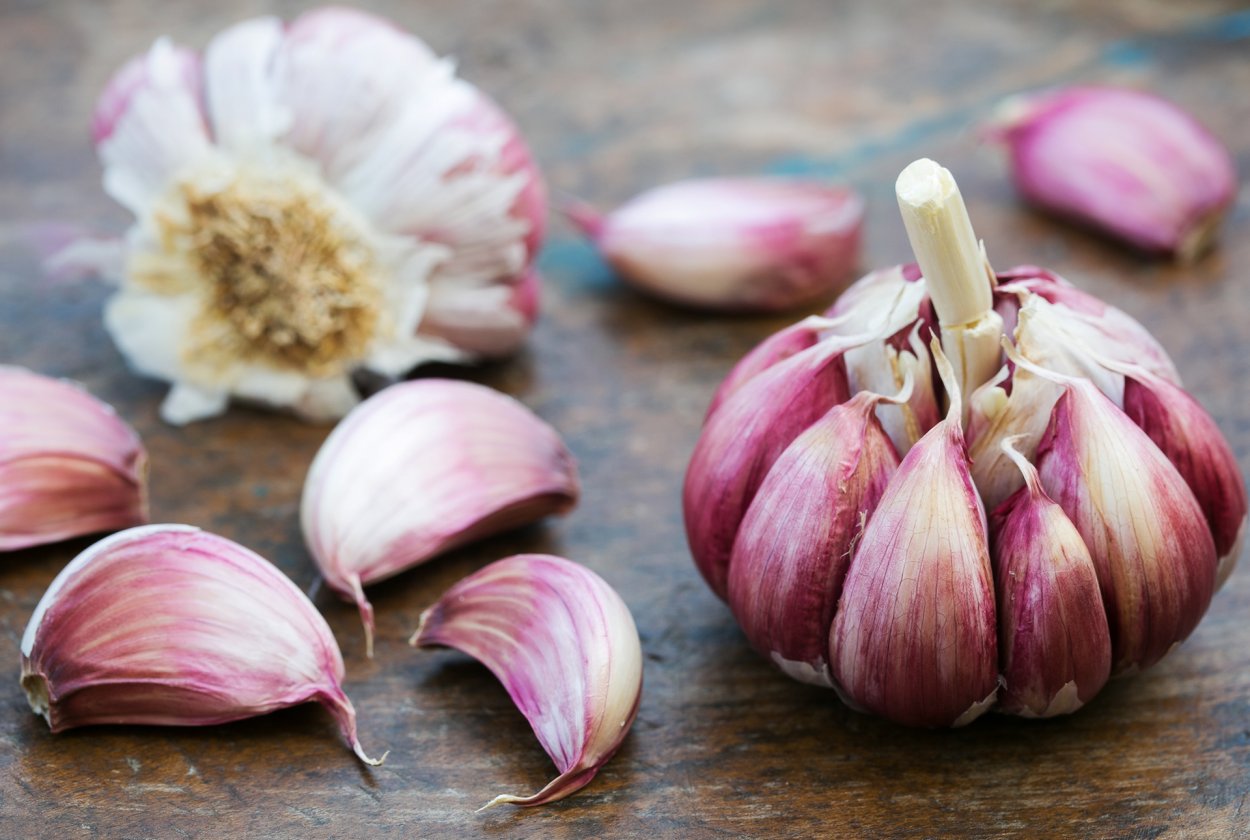 Аллиум Гладиатор растение