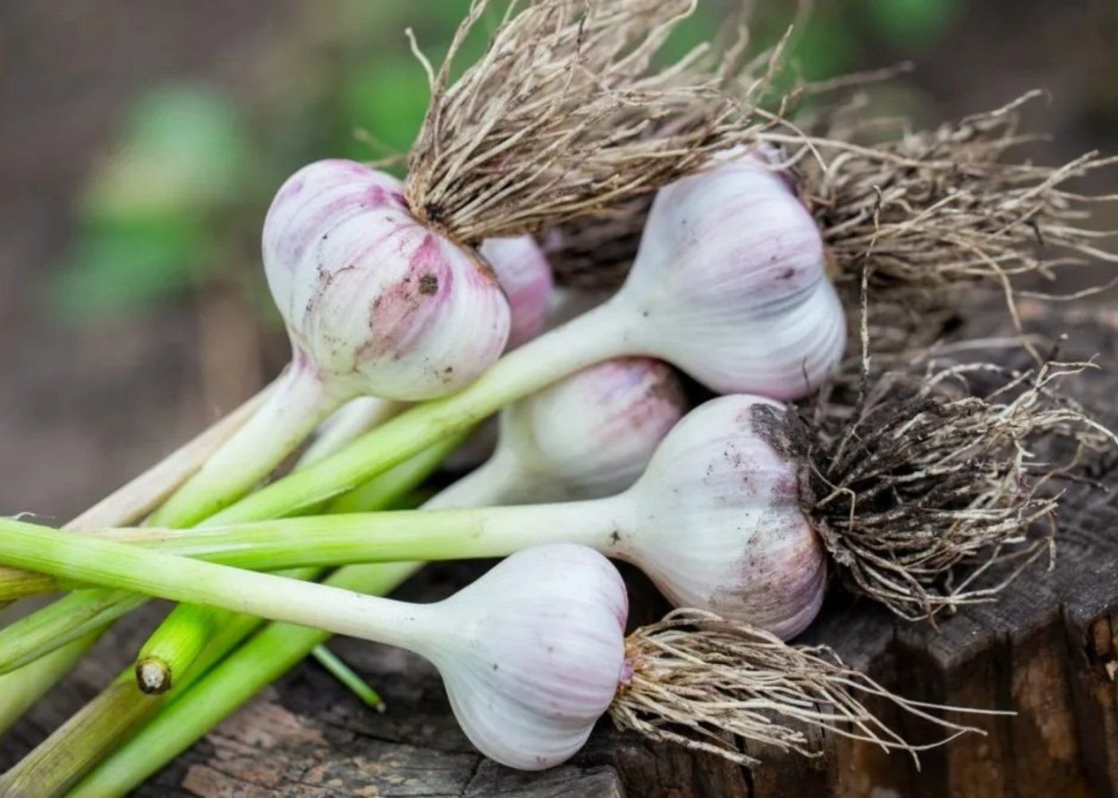 Чеснок озимый сорт подмосковный