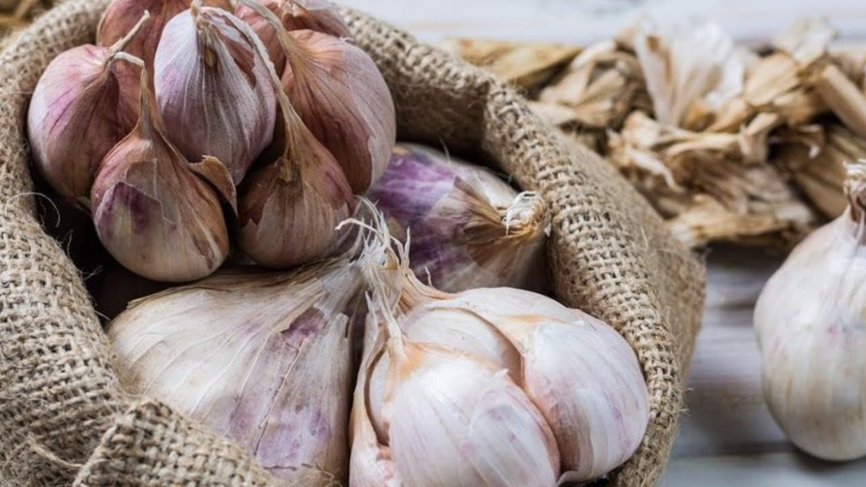 Проращивание чеснока