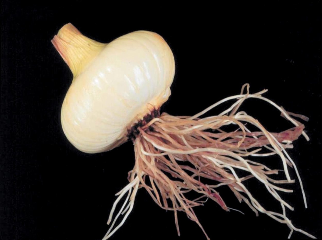Корневище лука репчатого