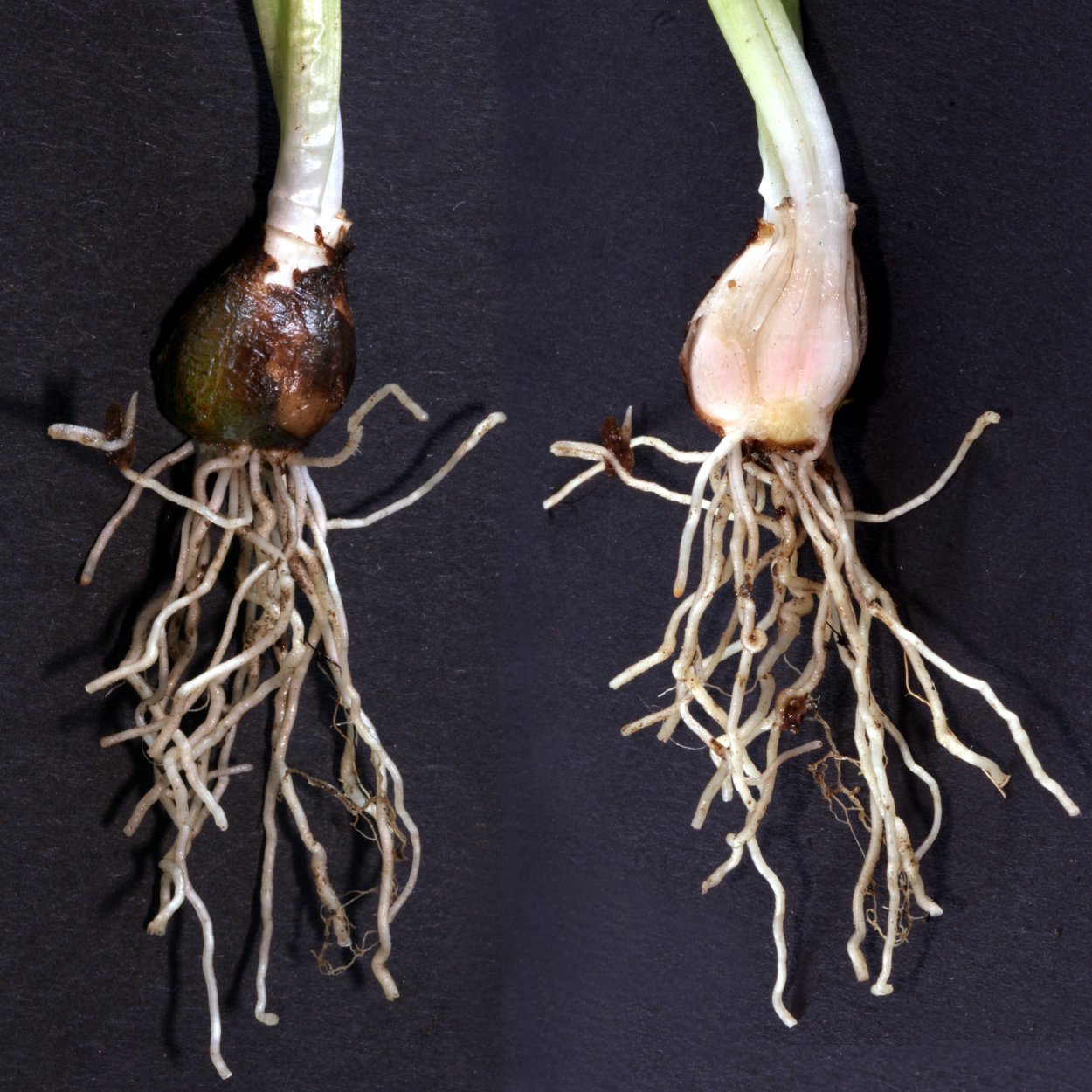 Пролеска луковицы