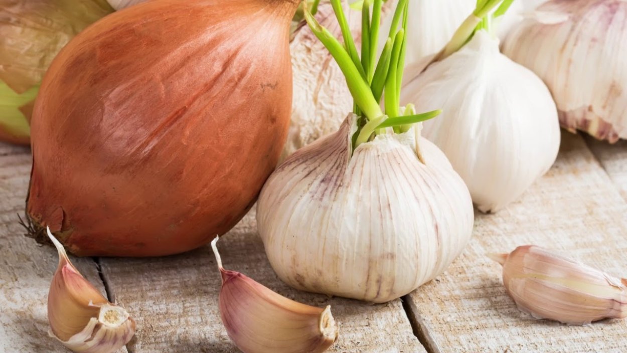 Чеснок посевной (Allium sativum)