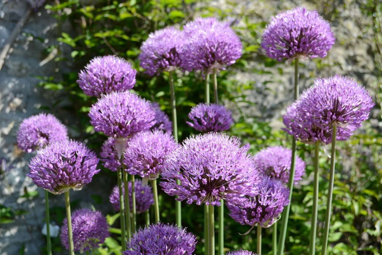 Чеснок белый цветет