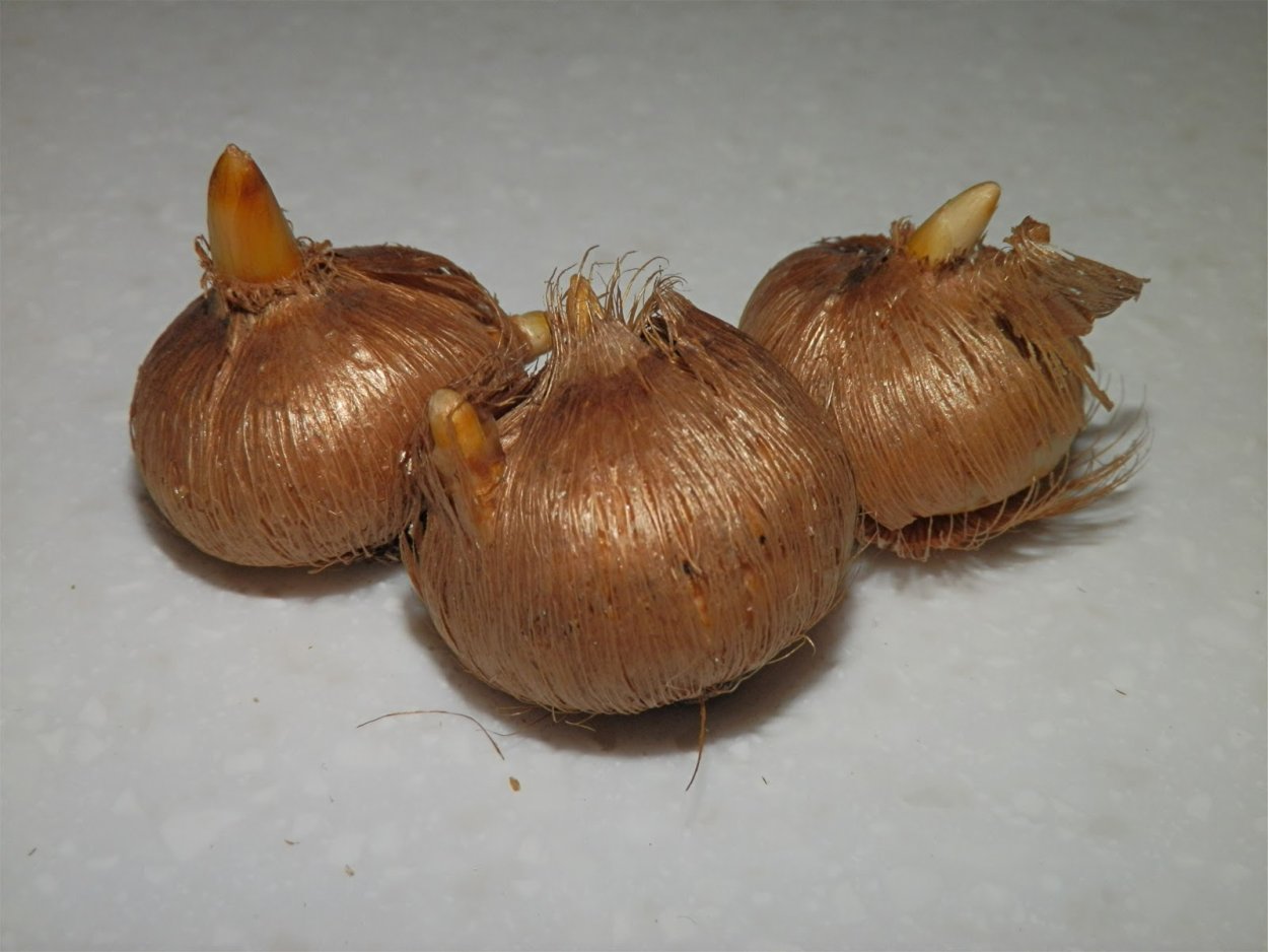Луковицы крокусов