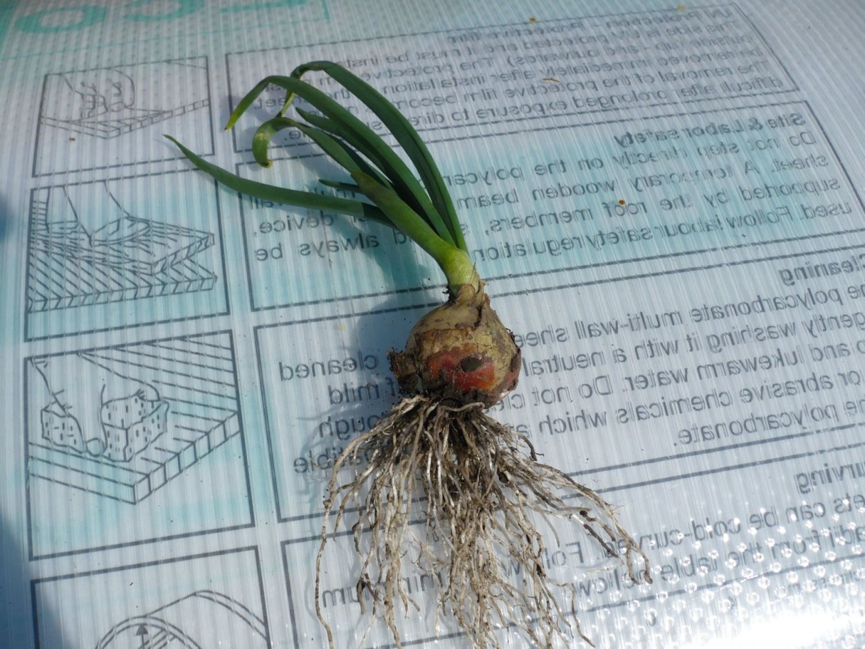Лук корневая система