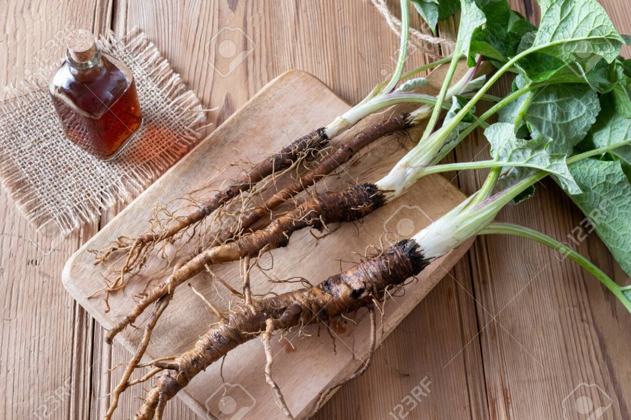 Корень лопуха в кулинарии