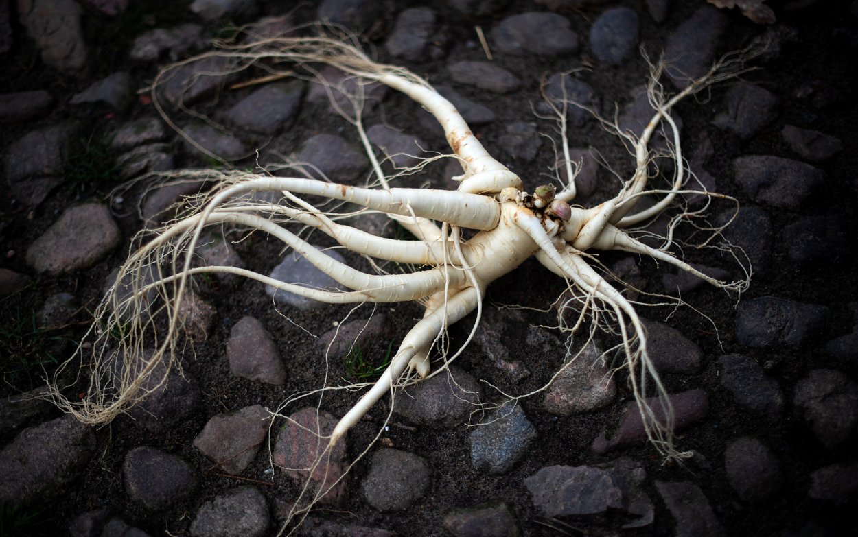 Тяжелый корень