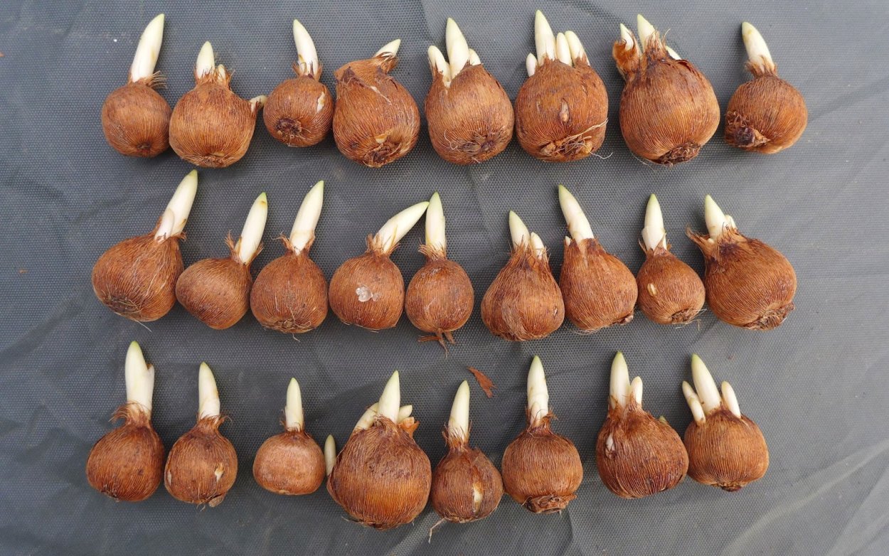 Крокус клубнелуковица