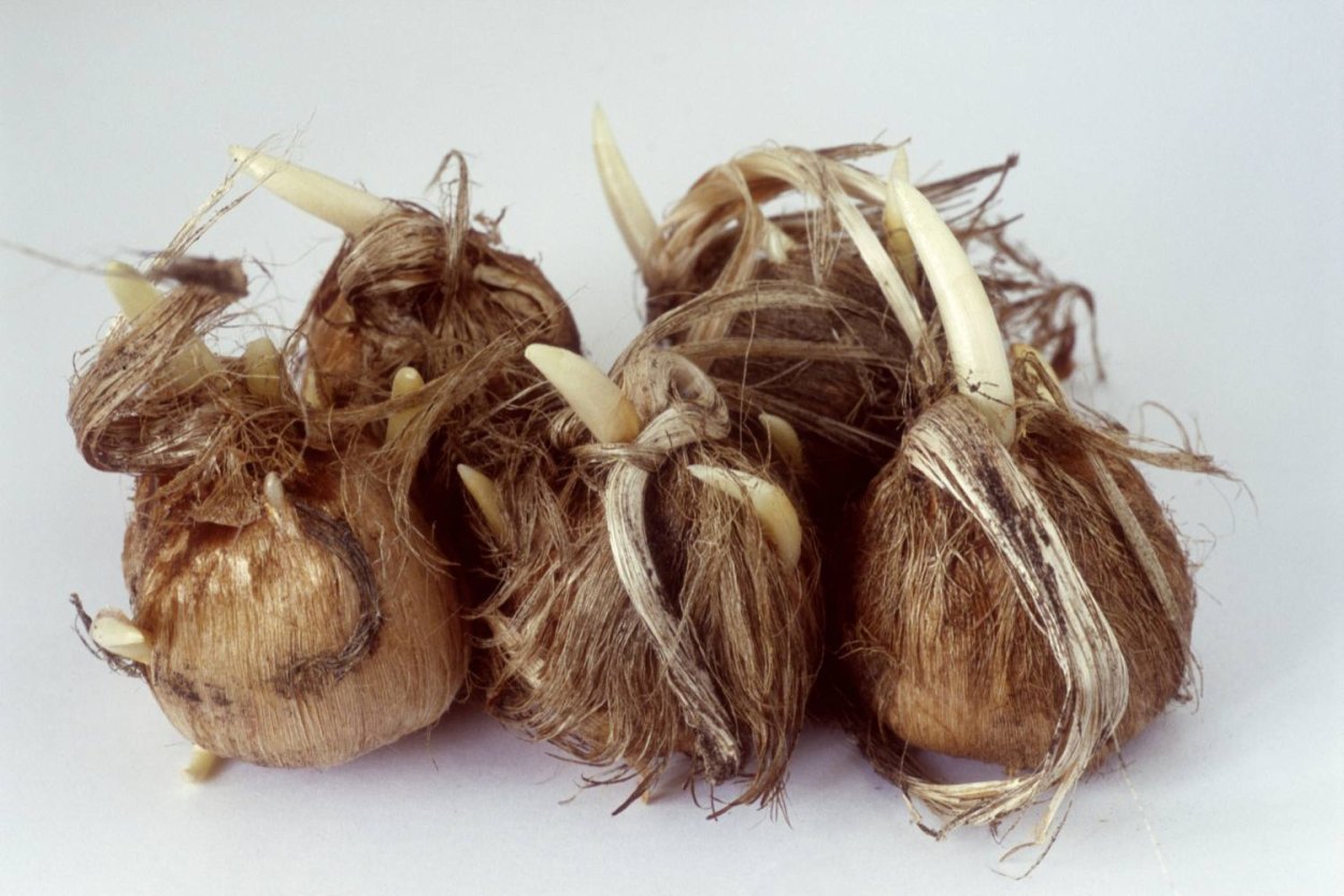 Крокус клубнелуковица