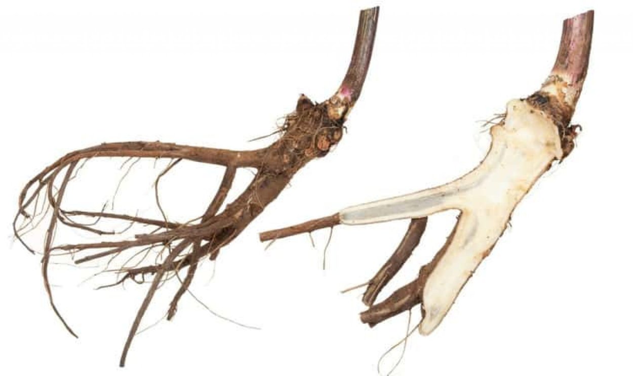 Подземные органы корневище десясила