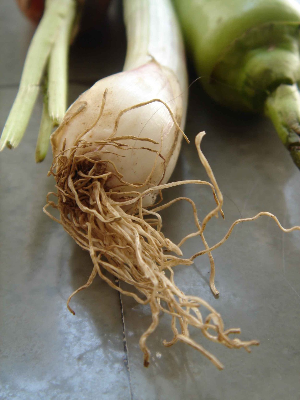 Втяжные (контрактильные) корни