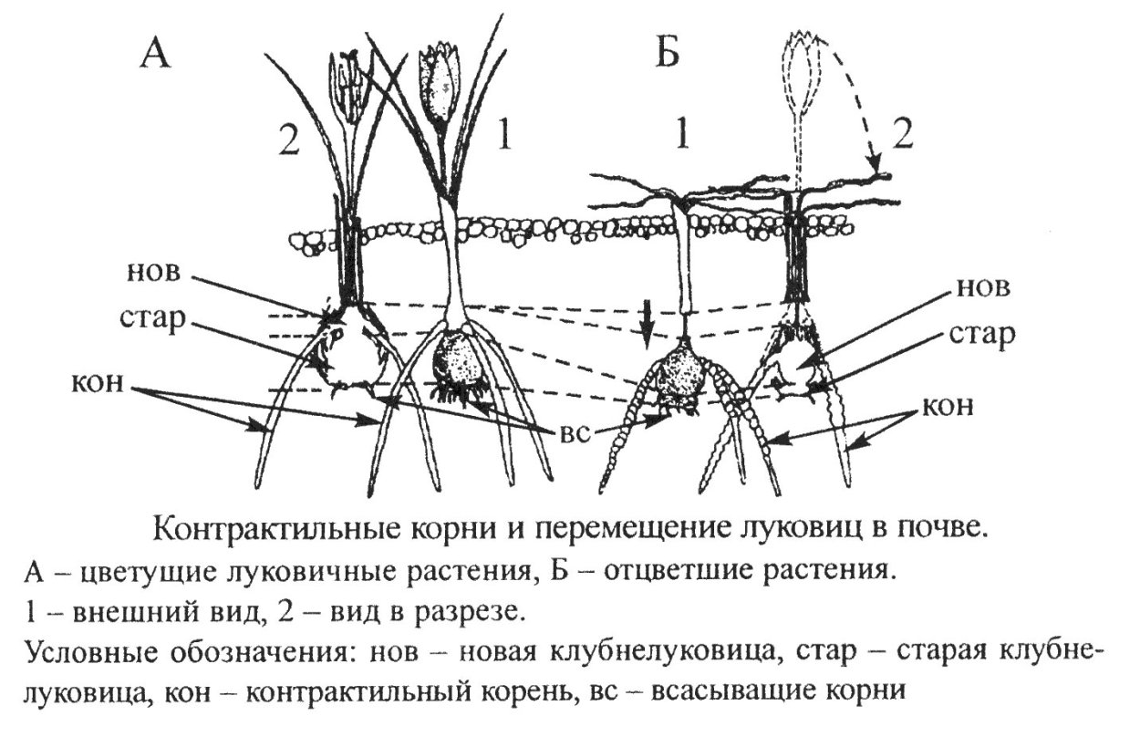 Контрактильные втягивающие корни