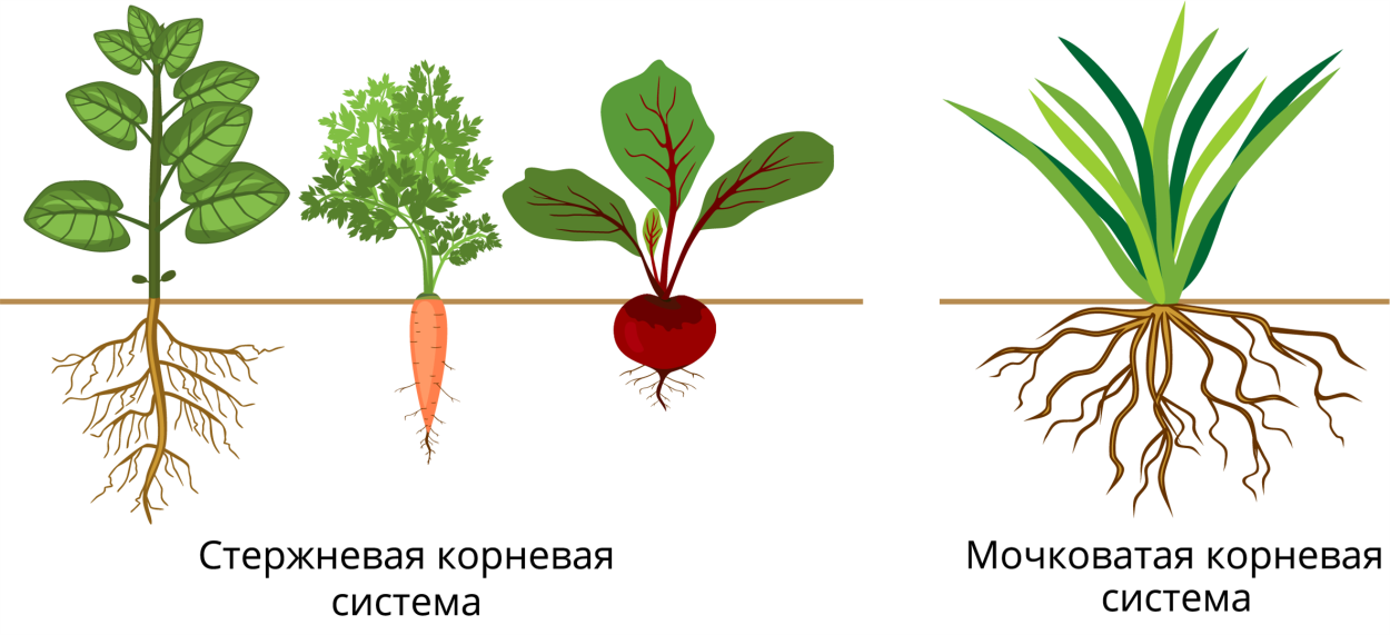 Корневые системы растений