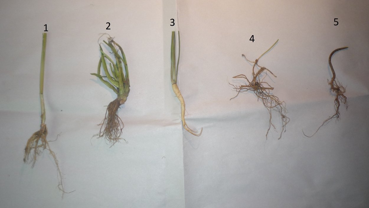 Гербарий мочковатой и стержневой корневой системы