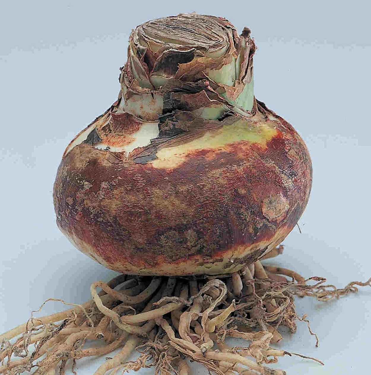 Амариллис луковицы