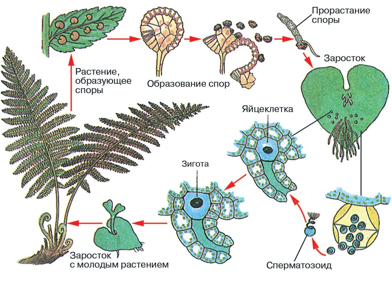 Жизненный цикл папоротника щитовника