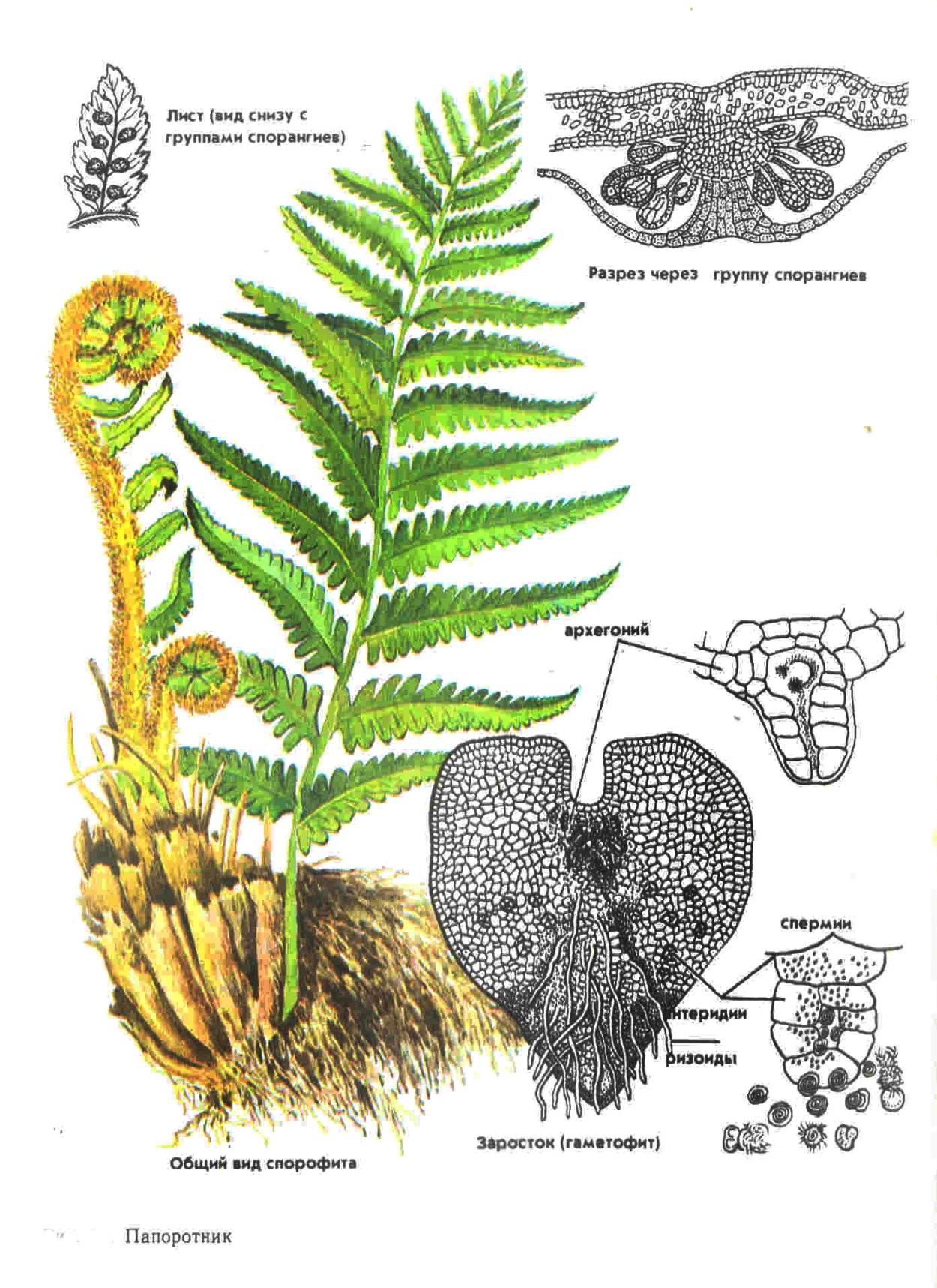 Таллом бурой водоросли