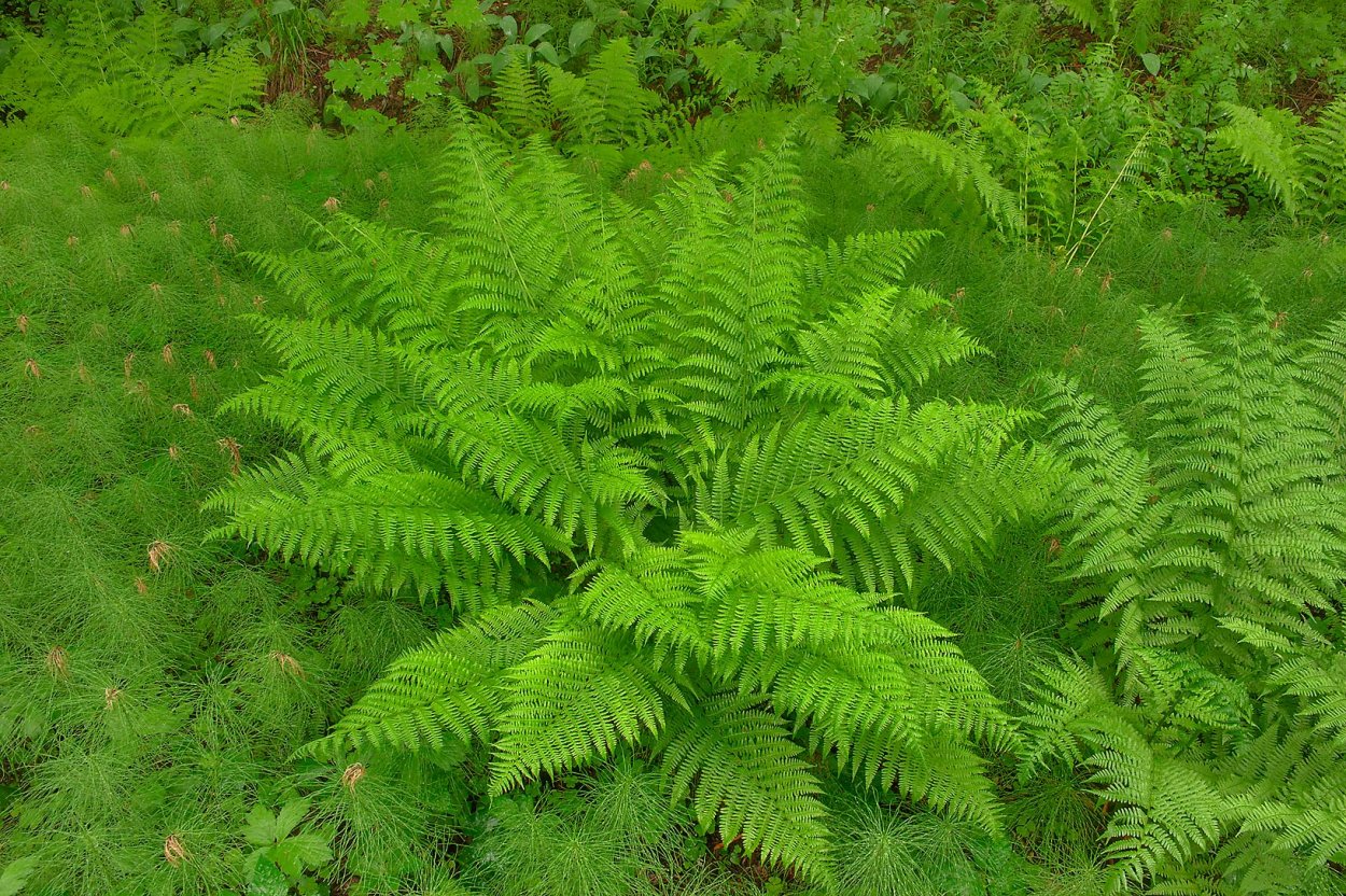 Папоротник Щитовник кустарник