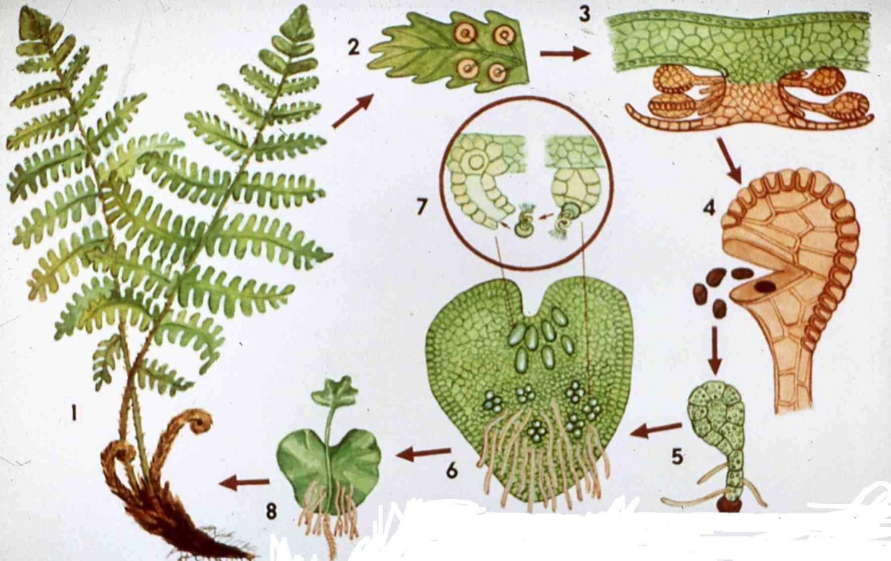 Папоротник Дриоптерис