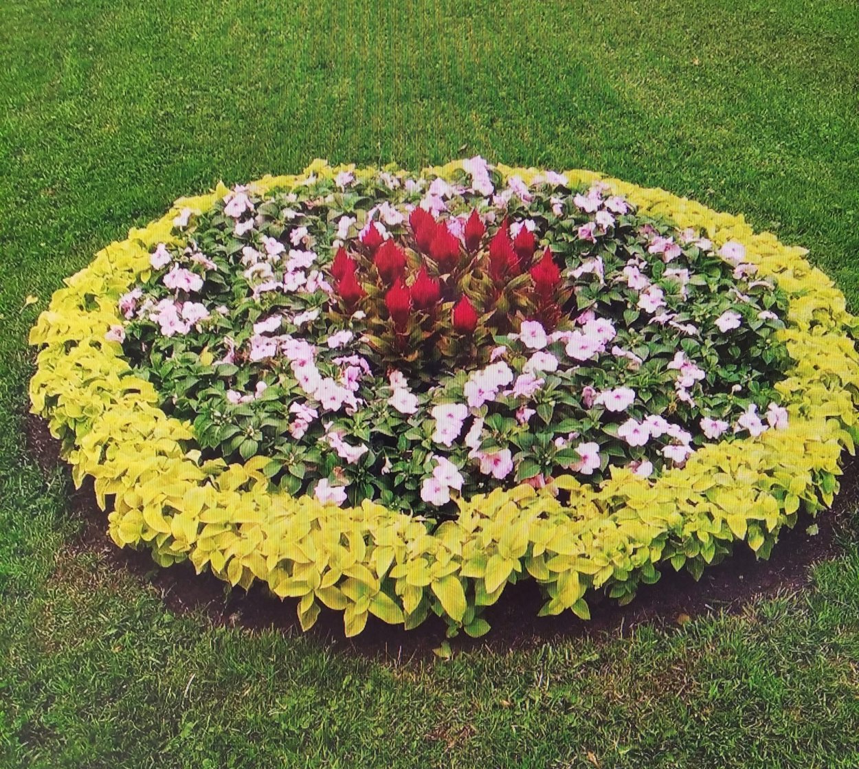 Овальная клумба