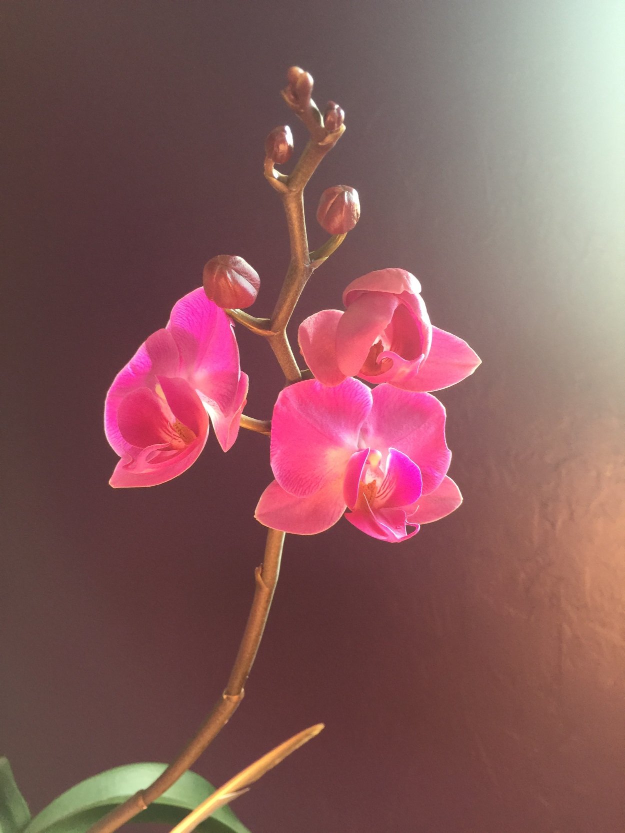 Орхидеи обои