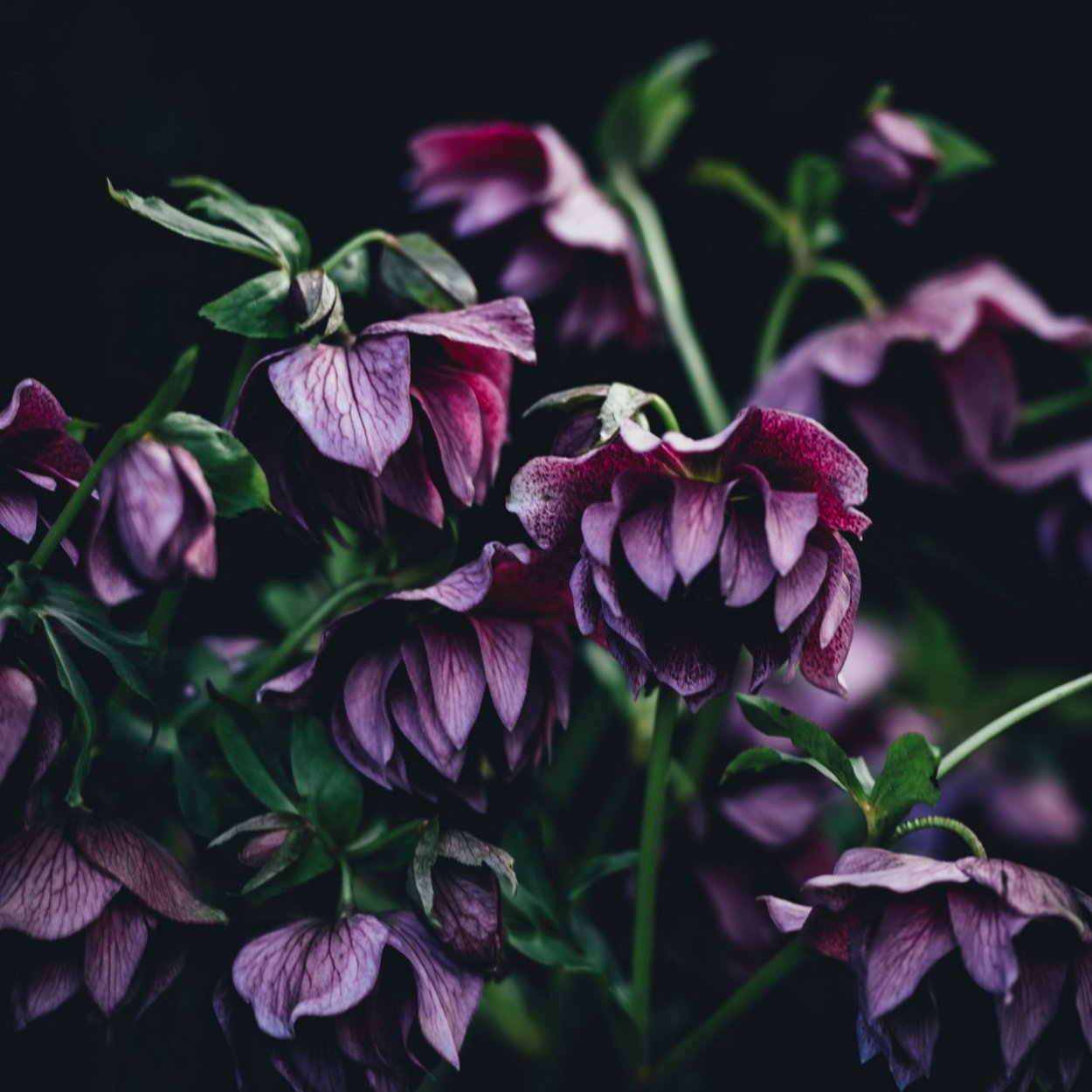 Морозник Монтсегур