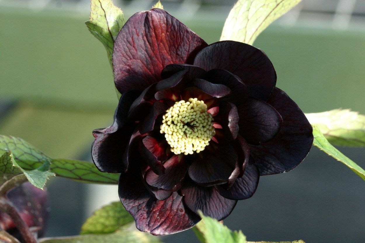 Хелеборус на черном фоне