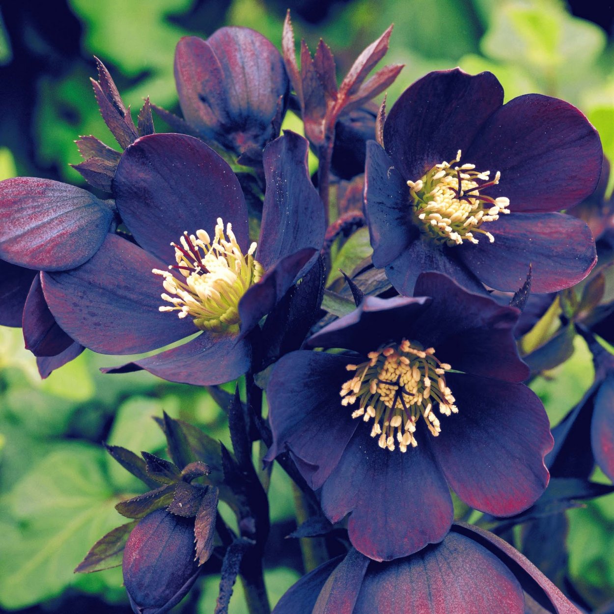 Морозник цветок черный