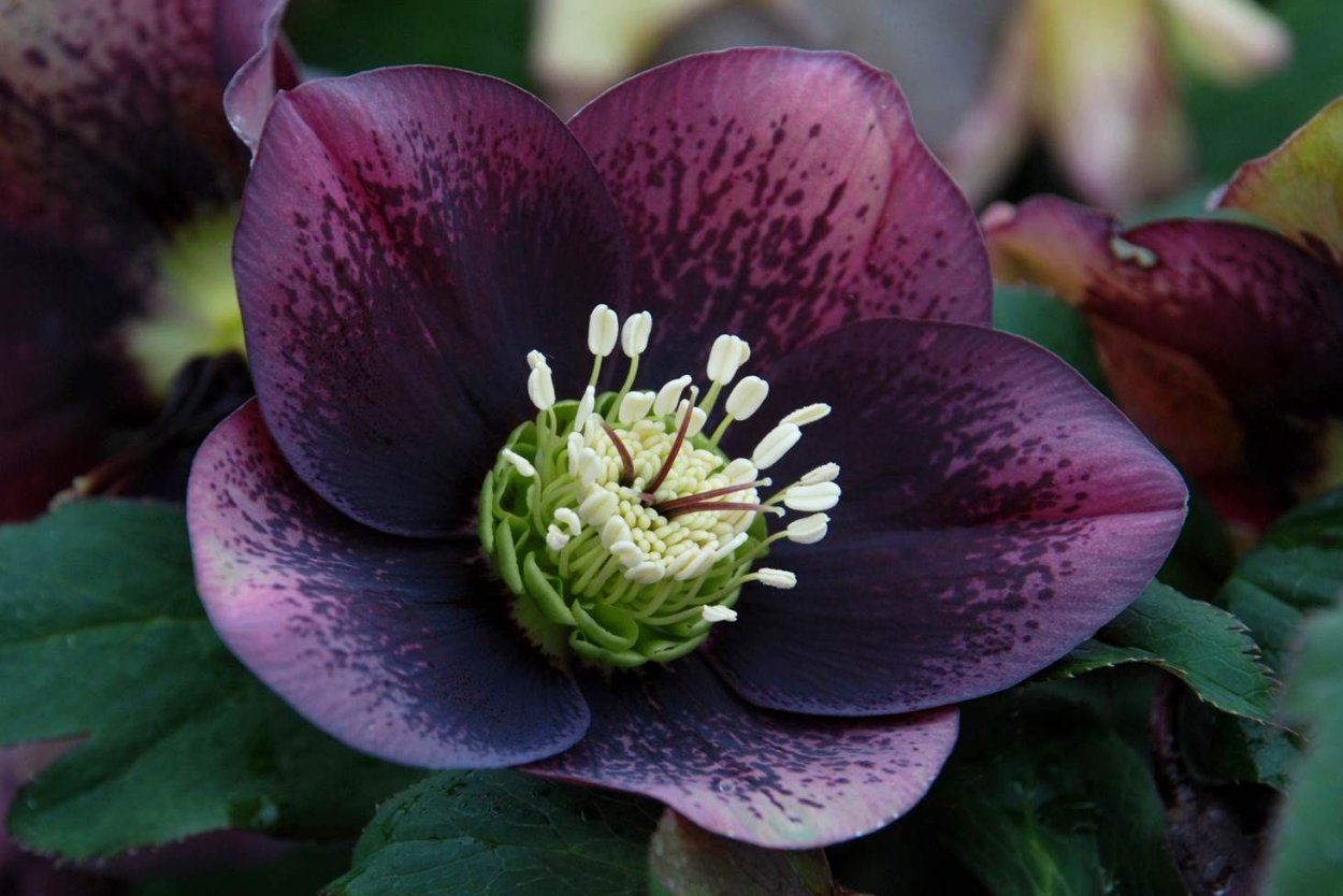 Морозник ботаника