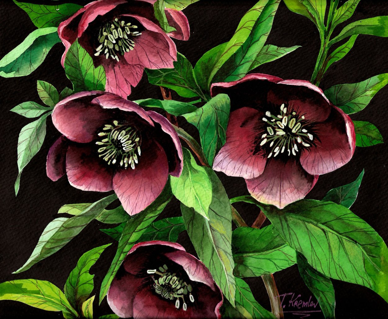 Морозник Onyx Odyssey