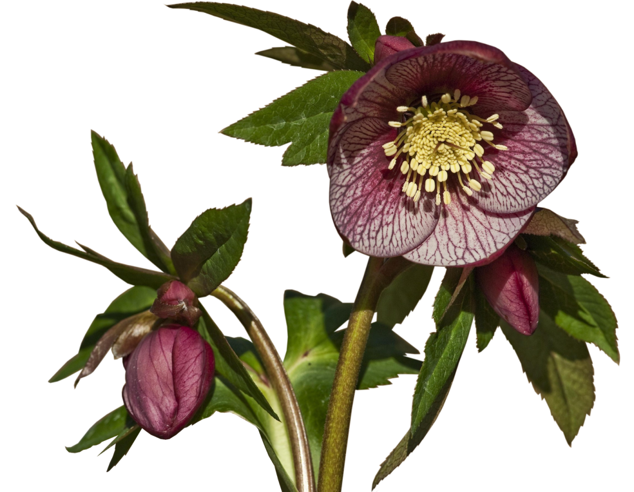 Морозник черный Helleborus Niger