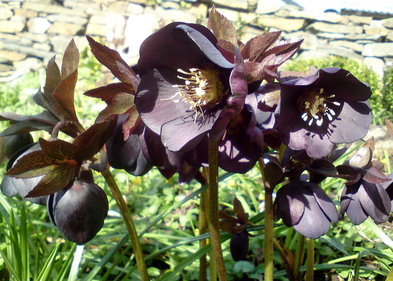 Морозник Helleborus Double Black