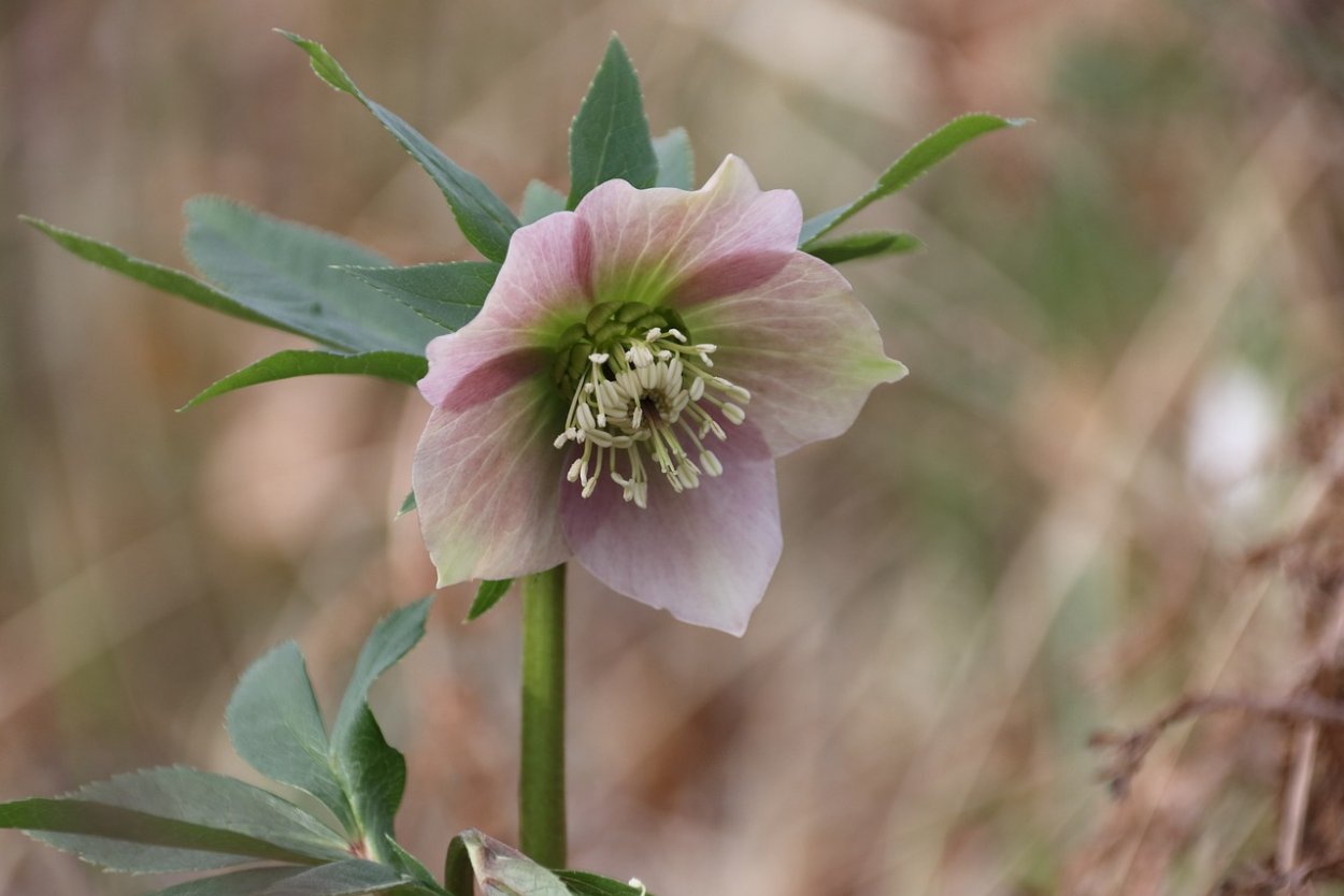 Чёрный морозник галиборус