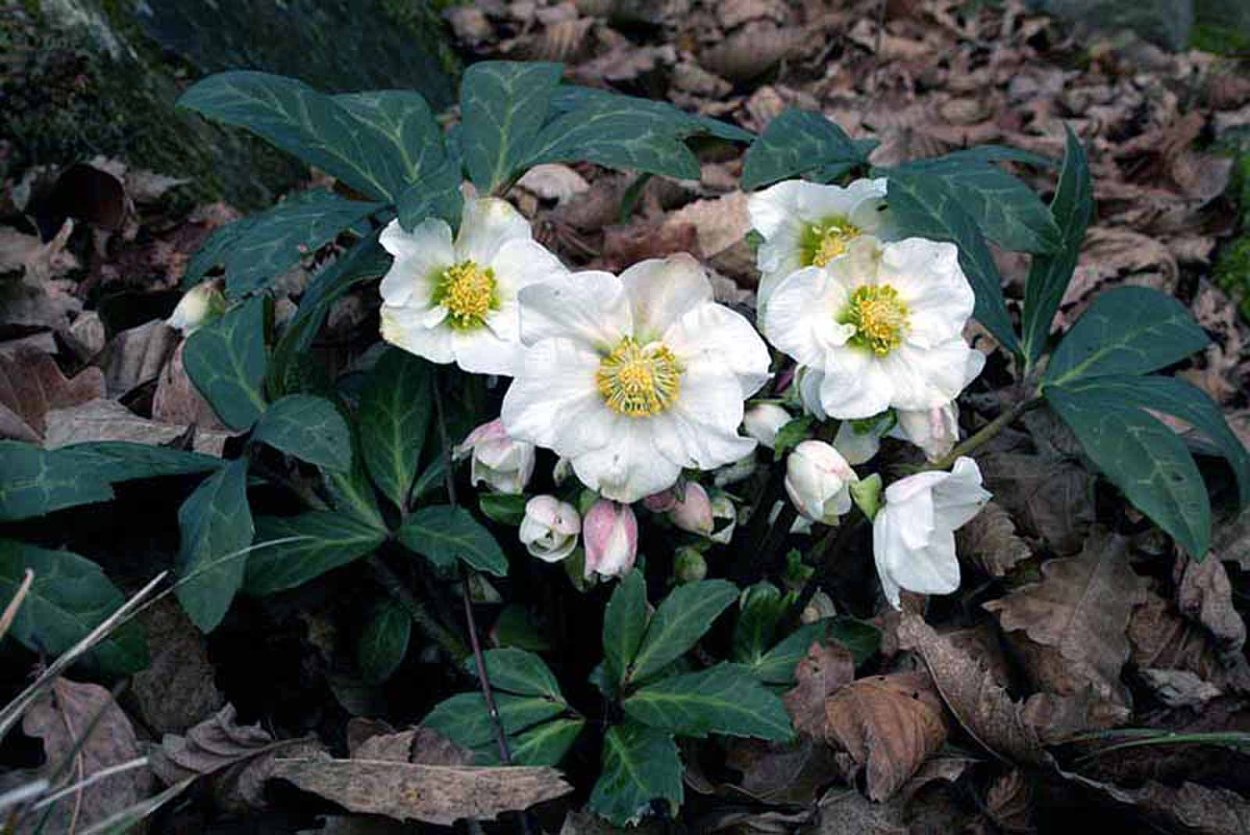 Морозник Восточный ред леди