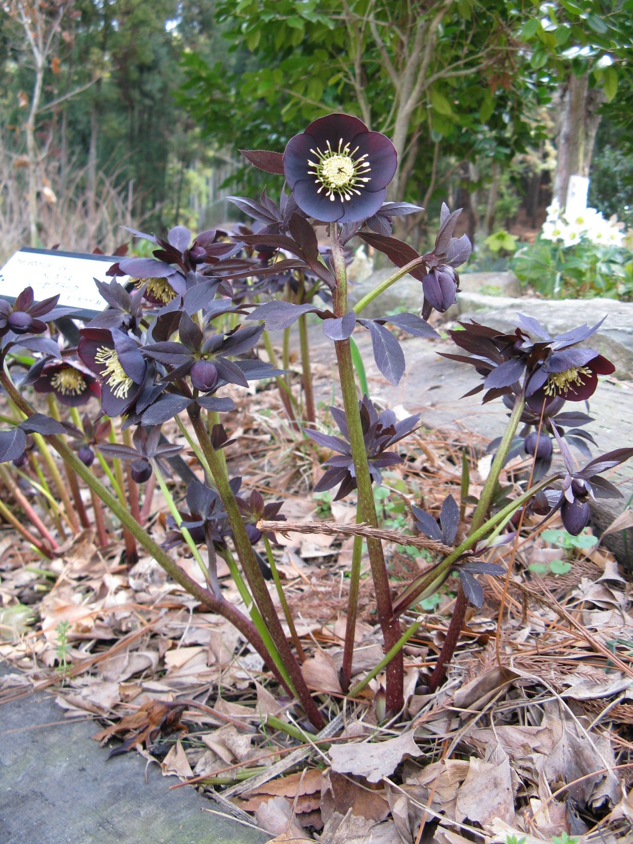 Гаршинка морозник