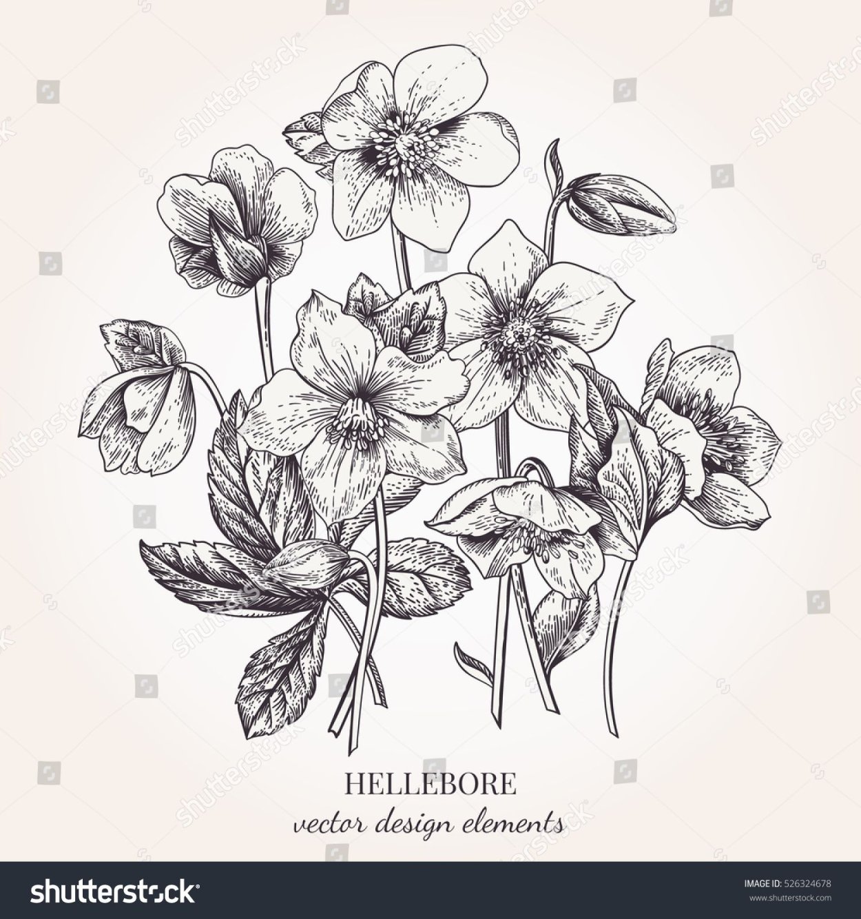 Морозник кавказский раскраска