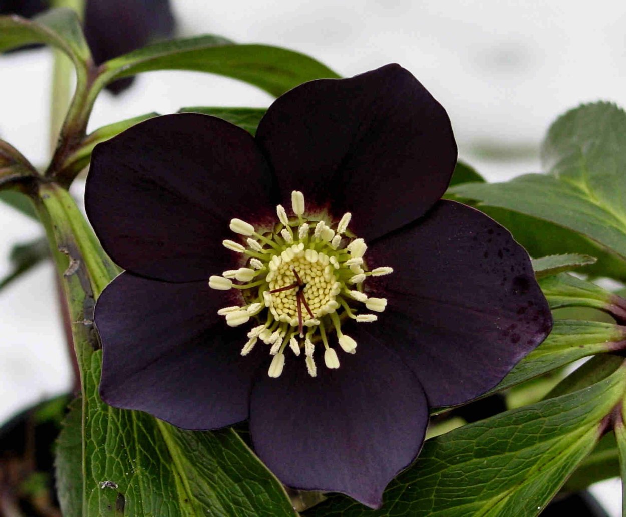 Морозник кустарник