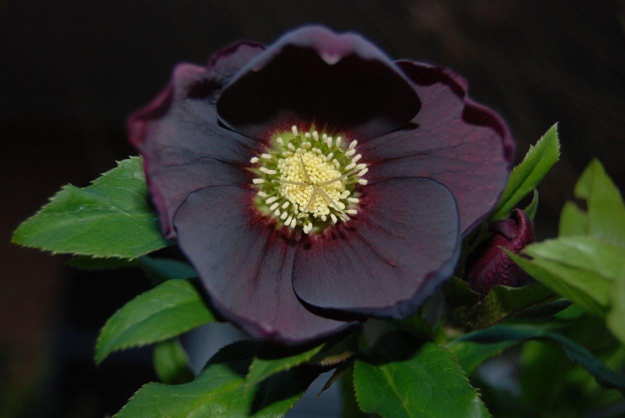 Морозник Helleborus Tutu